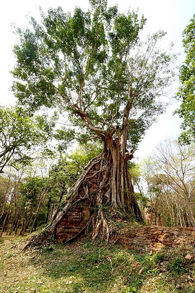 吳哥窟11日︱柬埔寨三座世界遺產之一《三波坡雷古 Sambo