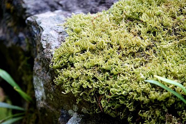 京都新綠︱初夏。二訪世界遺產《西芳寺（苔寺）》（含申請方式）