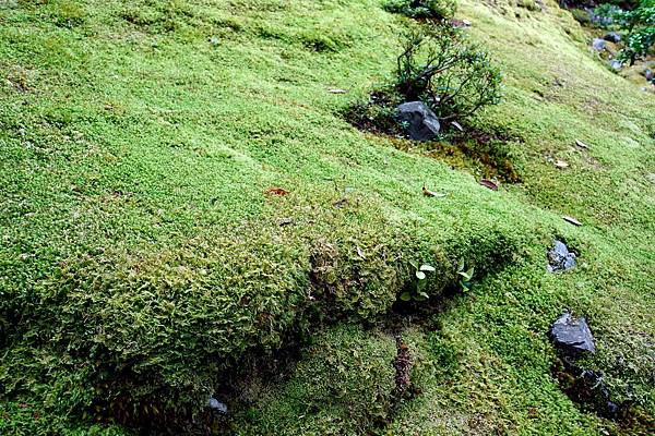 京都新綠︱初夏。二訪世界遺產《西芳寺（苔寺）》（含申請方式）