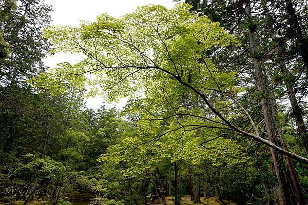 京都新綠︱初夏。二訪世界遺產《西芳寺（苔寺）》（含申請方式）