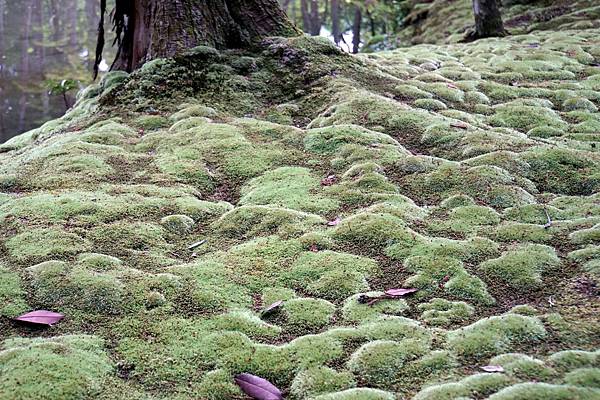 京都新綠︱初夏。二訪世界遺產《西芳寺（苔寺）》（含申請方式）