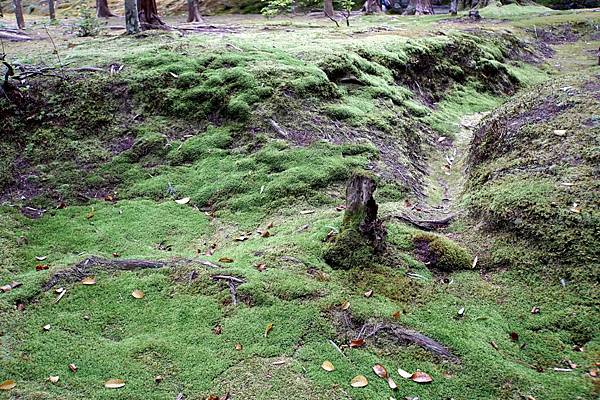 京都新綠︱初夏。二訪世界遺產《西芳寺（苔寺）》（含申請方式）