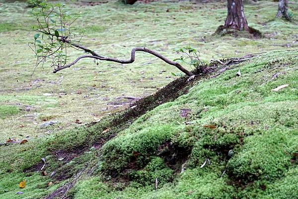 京都新綠︱初夏。二訪世界遺產《西芳寺（苔寺）》（含申請方式）