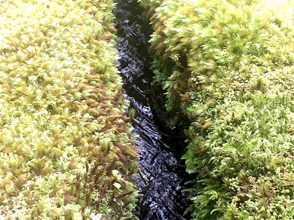 京都新綠︱初夏。二訪世界遺產《西芳寺（苔寺）》（含申請方式）