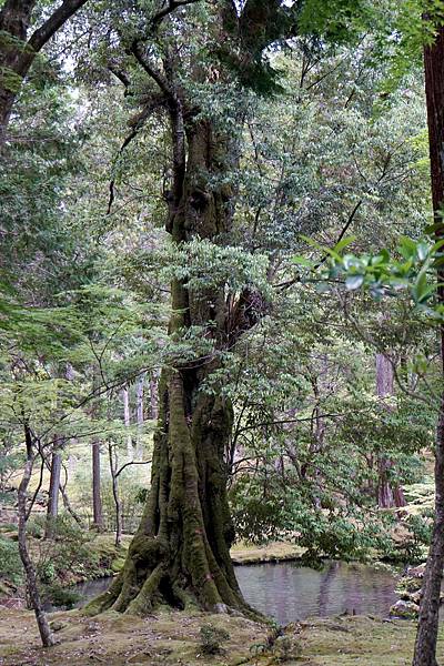 京都新綠︱初夏。二訪世界遺產《西芳寺（苔寺）》（含申請方式）