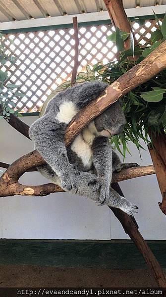 〔澳洲|雪梨〕自由行/雪梨必去景點/在Featherdale 〔澳洲|雪梨〕自由行/雪梨必去景點/在Featherdale