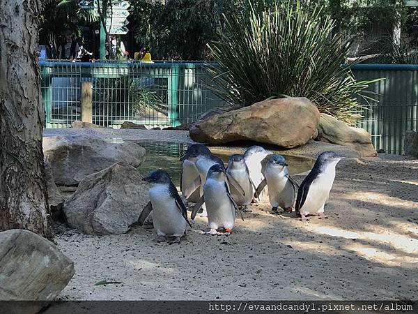 〔澳洲｜雪梨〕自由行/雪梨必去景點/在Featherdale