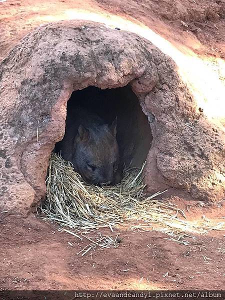 〔澳洲|雪梨〕自由行/雪梨必去景點/在Featherdale 〔澳洲|雪梨〕自由行/雪梨必去景點/在Featherdale