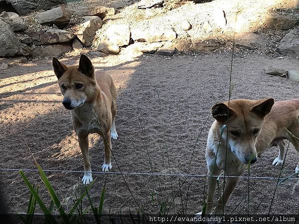 〔澳洲|雪梨〕自由行/雪梨必去景點/在Featherdale 〔澳洲|雪梨〕自由行/雪梨必去景點/在Featherdale
