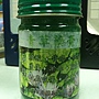 泰國青草膏 泰國青草膏