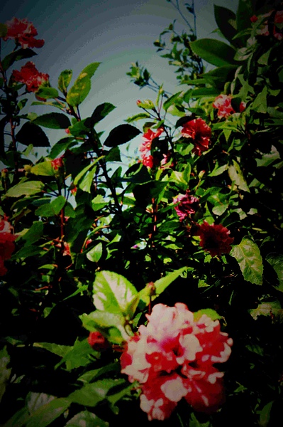 DSC01457-1.jpg DSC01457-1.jpg