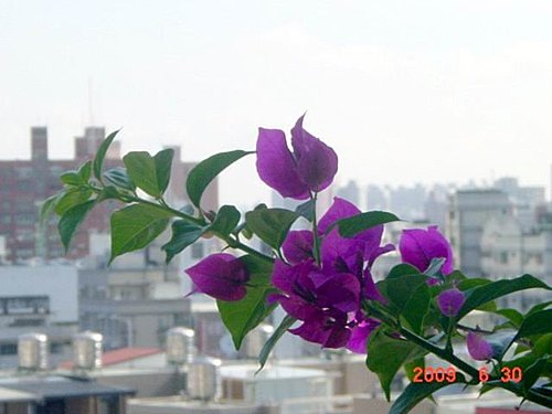 盛夏的九重葛 千千的懶人小花園 痞客邦