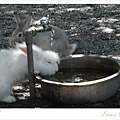長毛兔兔熱到在洗頭~