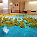 晶英酒店室內泳池--4.jpg