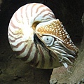 鸚鵡螺-1.jpg