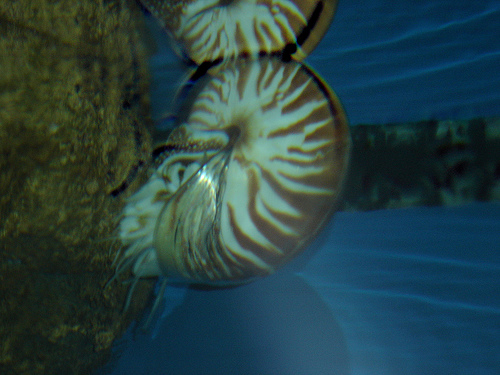 鸚鵡螺-3.jpg