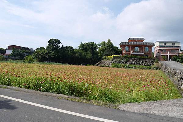 路邊看到宣傳三芝花田就衝去了