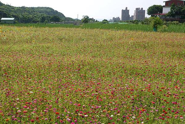 小花田