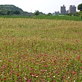 小花田