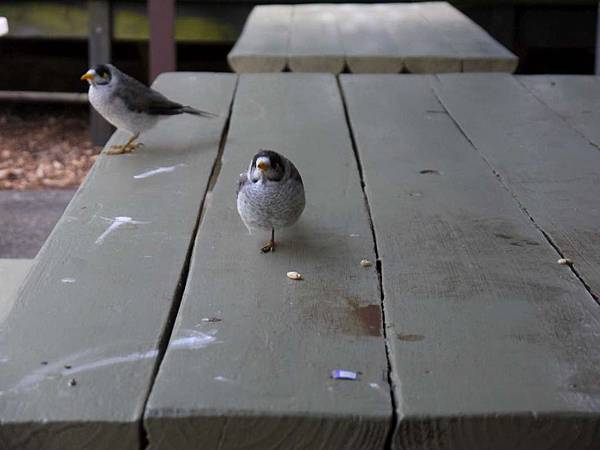 獨腳鳥