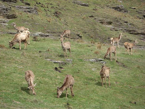 雖然叫做Deer Park