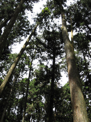 好高