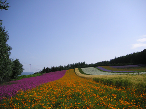 富田農場～彩りの畑