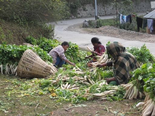 Nagarkot ～路旁忙著整理白蘿蔔的居民