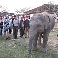 Chitwan N.P. ～小象跑出來和大家玩