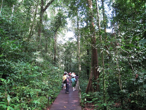  Mulu N.P. ~ 行走於熱帶雨林中