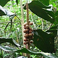 Kinabalu N.P. ~ Summit Trail 像神器的植物果實