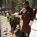 Takin Preserve Motithang（Thimphu）～導遊Bhim拿枝葉引誘Takin