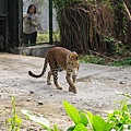 South Khairbari Nature Park（near Siliguri, India）～一直走來走去的 leopard