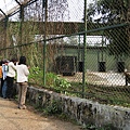 South Khairbari Nature Park（near Siliguri, India）～只能隔著圍網看豹