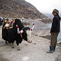 Tsomgo Lake（Gangtok）～吸引觀光客的刻意裝扮的犛牛