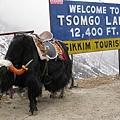 Tsomgo Lake（Gangtok）～標高12400 FT.（約3780公尺）