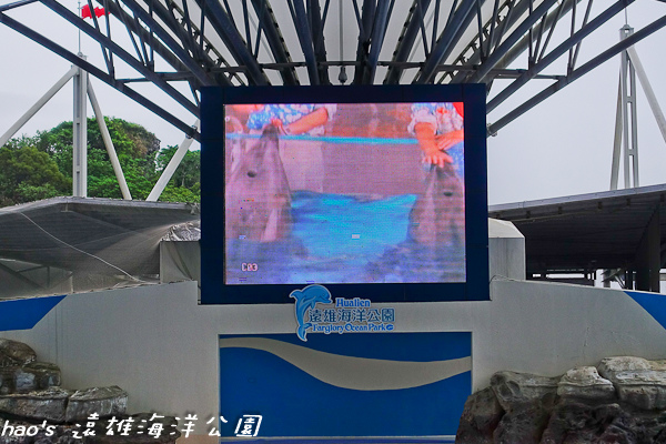 201504遠雄海洋公園海豚68.jpg