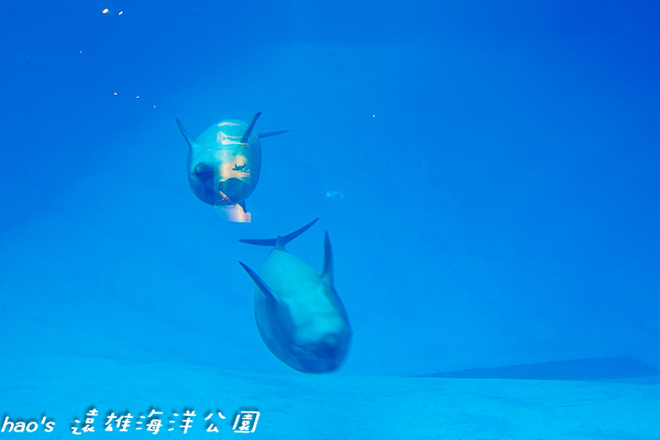 201504遠雄海洋公園生態水族箱及海牛105.jpg