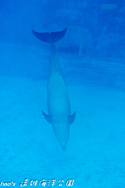 201504遠雄海洋公園生態水族箱及海牛111.jpg