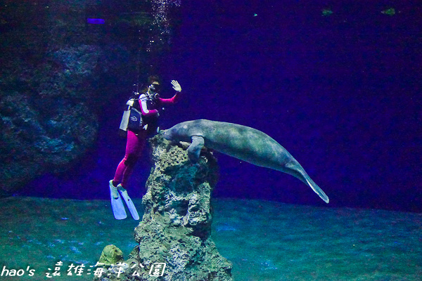 201504遠雄海洋公園生態水族箱及海牛114.jpg