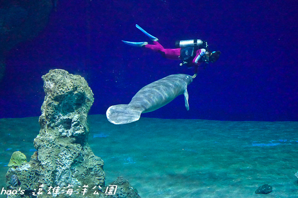 201504遠雄海洋公園生態水族箱及海牛115.jpg