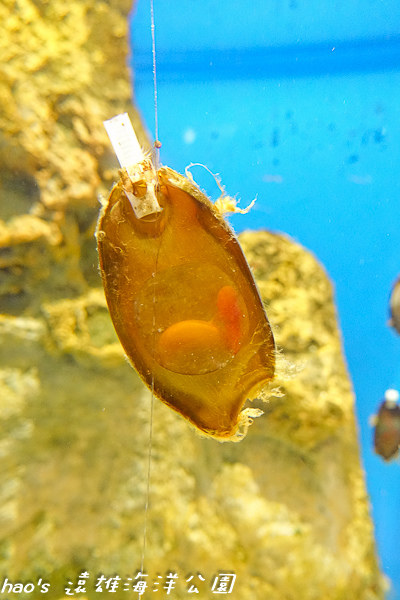 201504遠雄海洋公園生態水族箱及海牛129.jpg