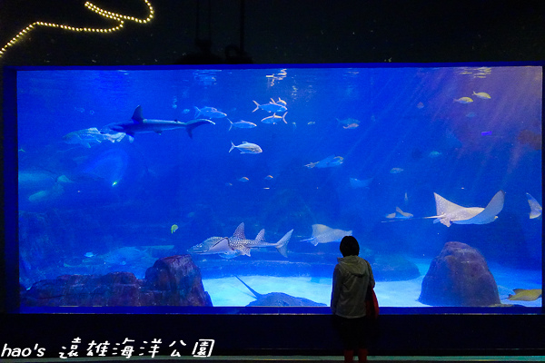 201504遠雄海洋公園生態水族箱及海牛132.jpg