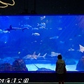 201504遠雄海洋公園生態水族箱及海牛132.jpg