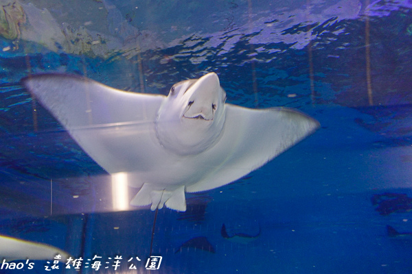 201504遠雄海洋公園生態水族箱及海牛140.jpg