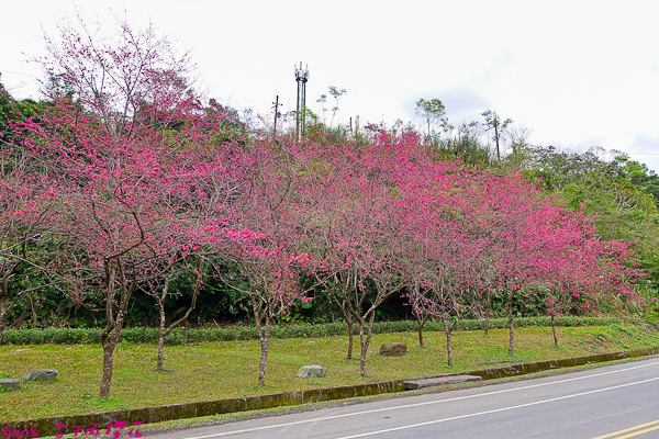 201602台7丙櫻花001.jpg