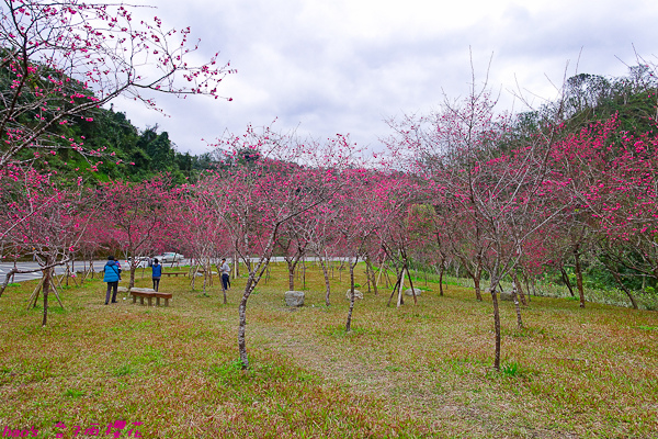 201602台7丙櫻花002.jpg