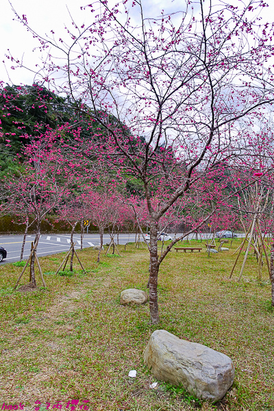 201602台7丙櫻花003.jpg
