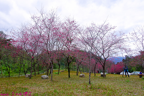 201602台7丙櫻花004.jpg