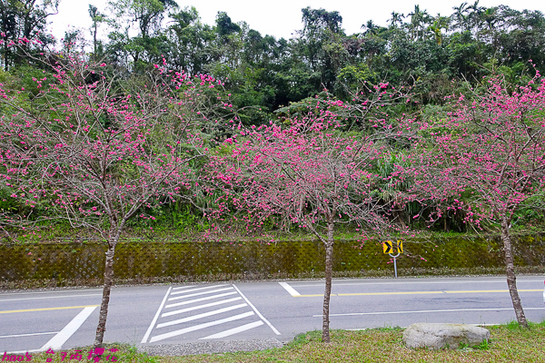 201602台7丙櫻花005.jpg